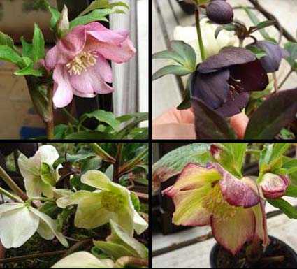 20090223-1 20090223-1