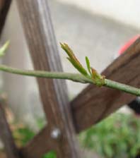 20090223-2 20090223-2